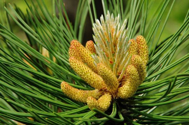 Pine Pollen, trend health