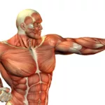What is Muscle Physiology?, Trend Health