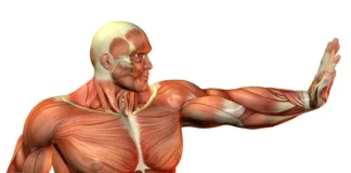 What is Muscle Physiology?, Trend Health