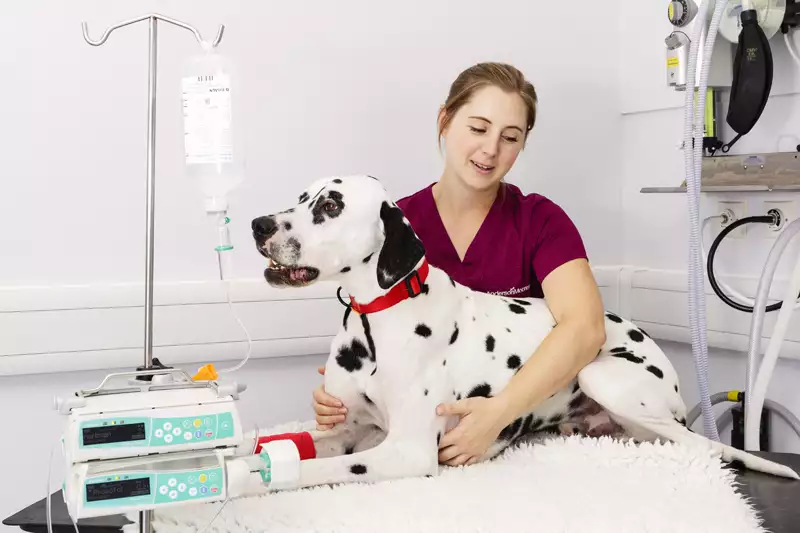 Vet Infusion Pump, Trend Health