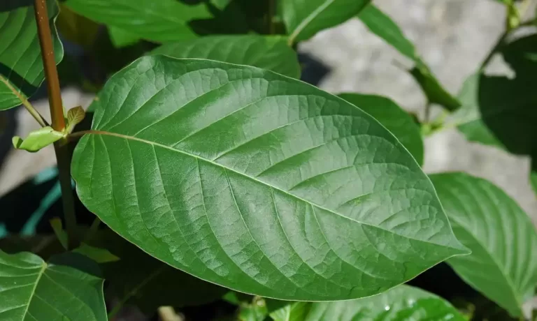 Kratom Powder, Trend Health