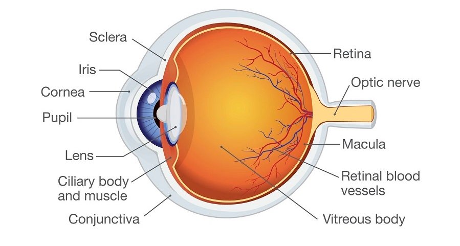 What is Ophthalmology? , Trend Health