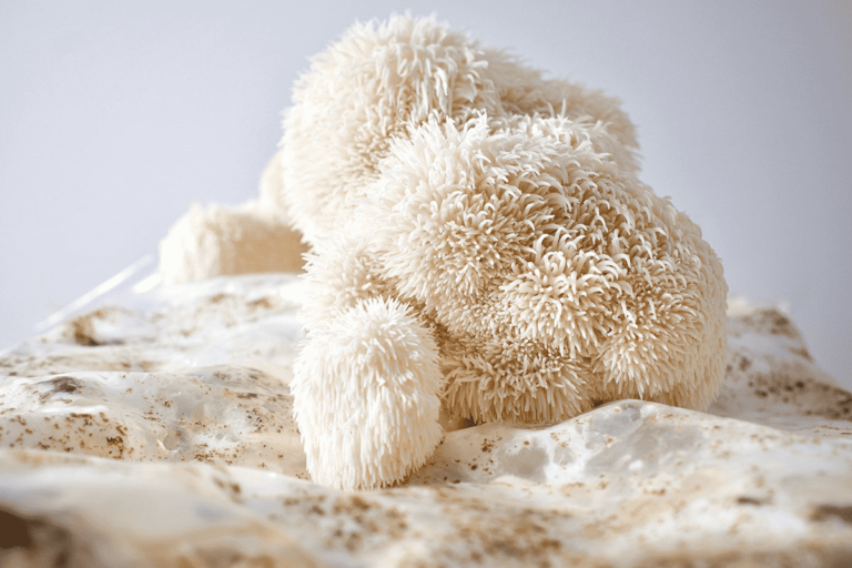 Lion's Mane Mushroom