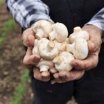 Power of Mushrooms for Health
