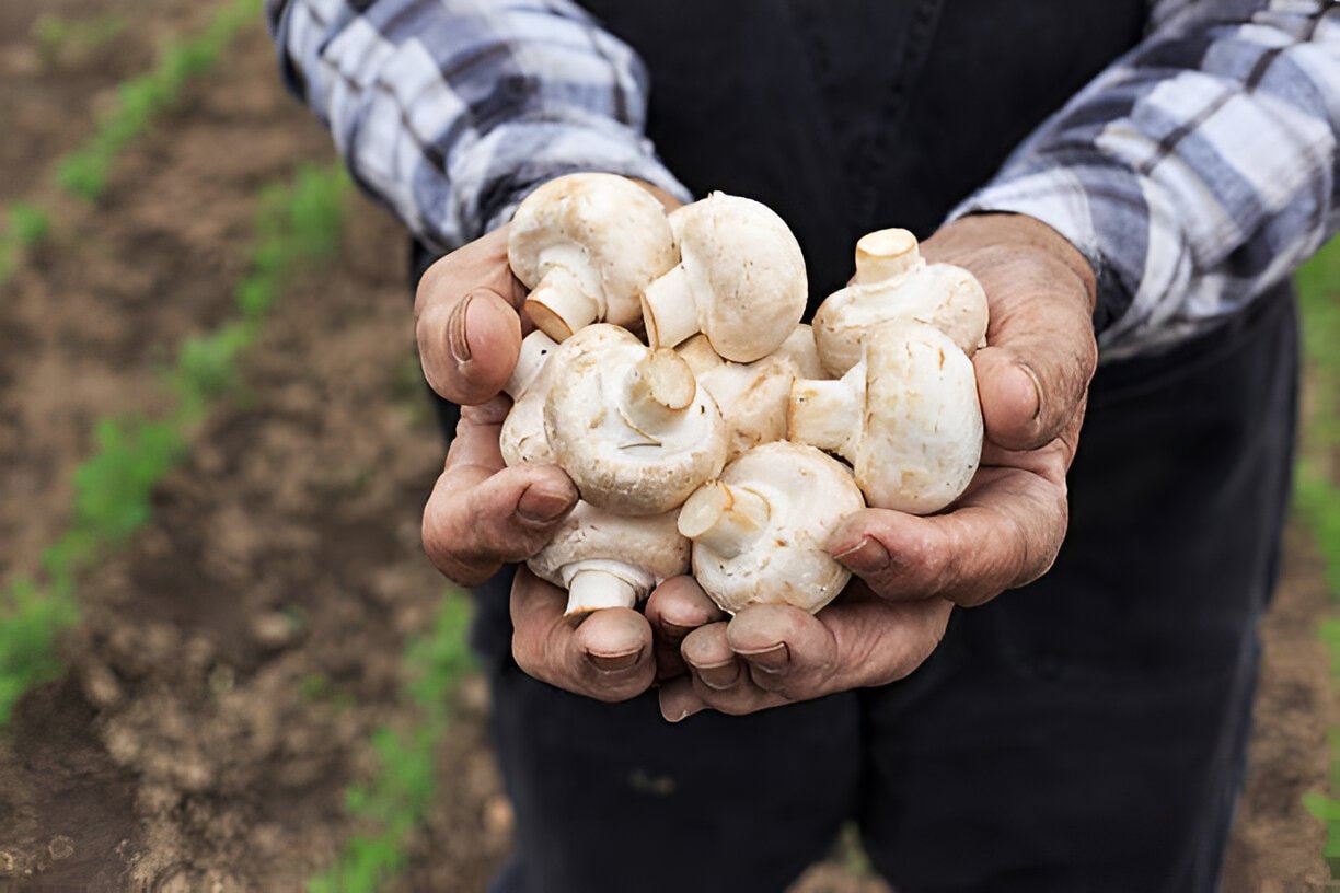 Power of Mushrooms for Health
