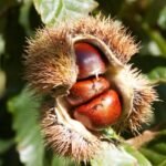 Story of the Chestnut Tree